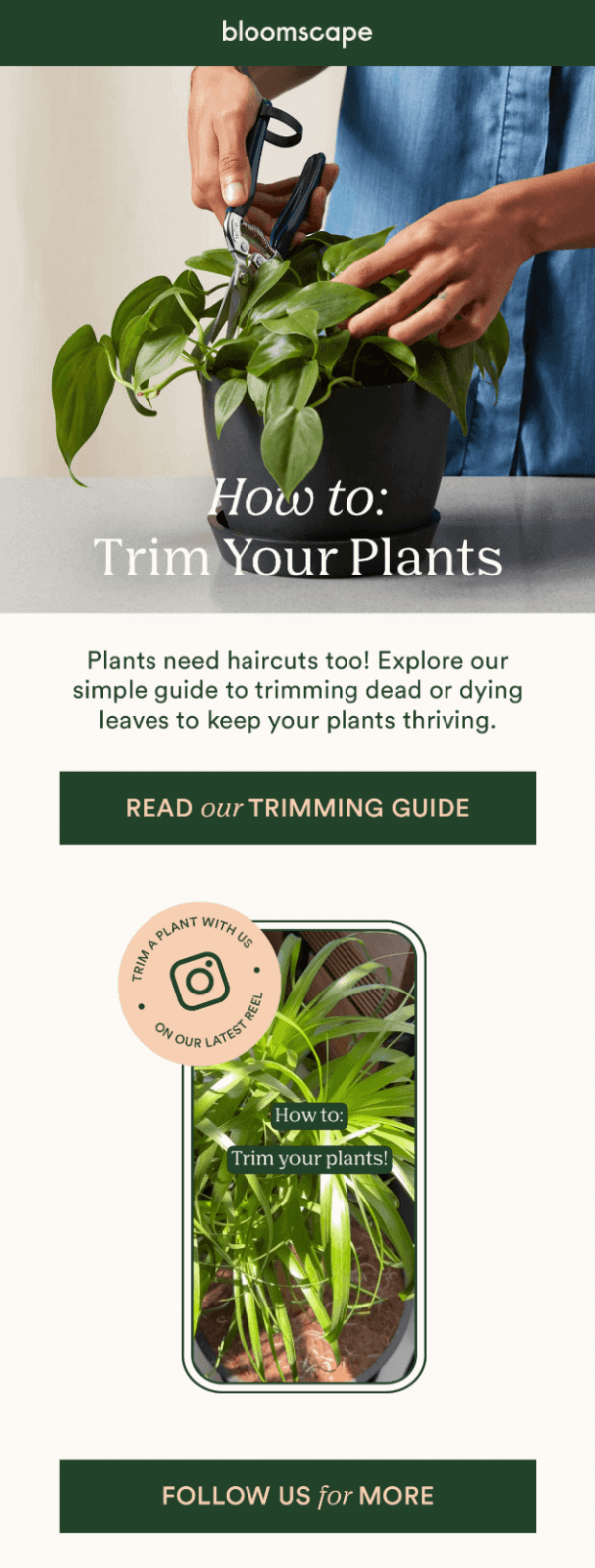 indoor plant week newsletter idea